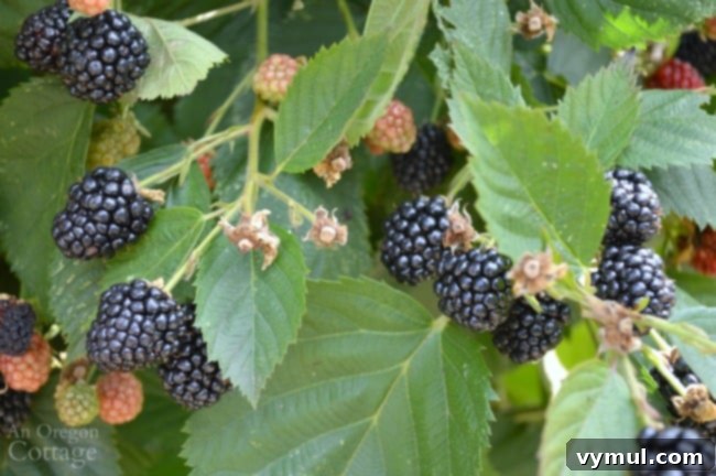 Beyond the Thorns: 5 Compelling Reasons to Plant Triple Crown Blackberries 4 Triple Crown Thornless Blackberry-stages of berry growth