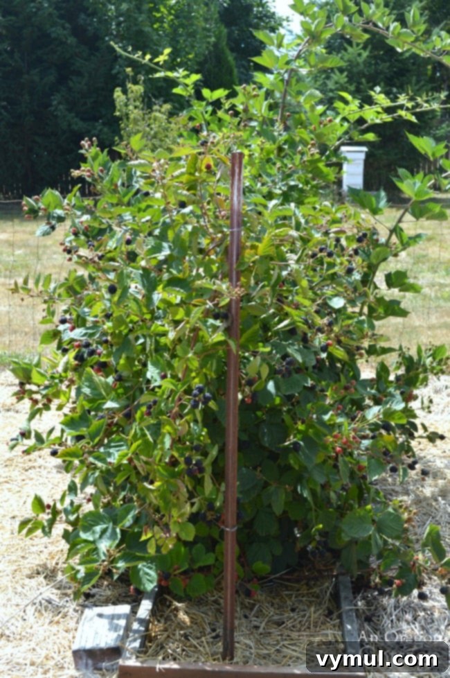 Beyond the Thorns: 5 Compelling Reasons to Plant Triple Crown Blackberries 5 Triple Crown Thornless Blackberries growing in August
