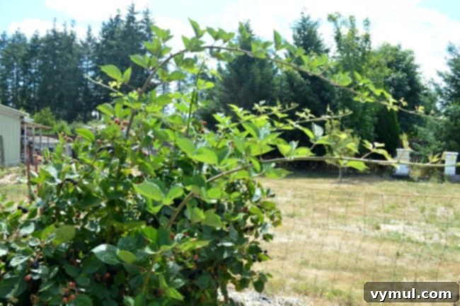 Beyond the Thorns: 5 Compelling Reasons to Plant Triple Crown Blackberries 6 Triple Crown Thornless Blackberry tall vines in summer