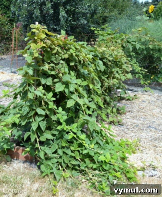 Beyond the Thorns: 5 Compelling Reasons to Plant Triple Crown Blackberries 7 Marionberry vines in August