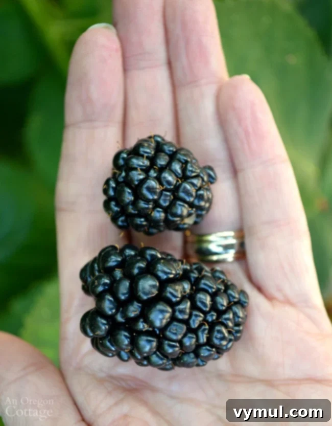 Beyond the Thorns: 5 Compelling Reasons to Plant Triple Crown Blackberries 8 Triple Crown Thornless Blackberry comparison