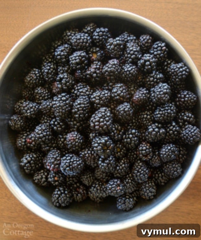 Beyond the Thorns: 5 Compelling Reasons to Plant Triple Crown Blackberries 9 Triple Crown Thornless Blackberries harvest in bowl
