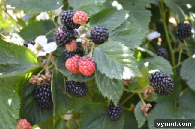 Beyond the Thorns: 5 Compelling Reasons to Plant Triple Crown Blackberries 10 Triple Crown Thornless Blackberry-stages of fruiting in August