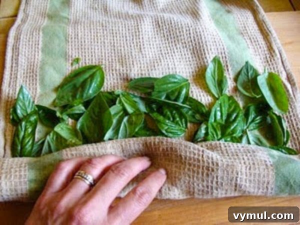drying washed basil leaves