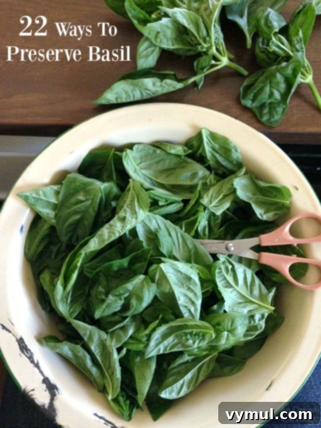 Harvesting Basil to Preserve