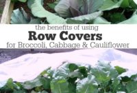 Unlock Abundant Broccoli Cabbage and Cauliflower with Row Covers