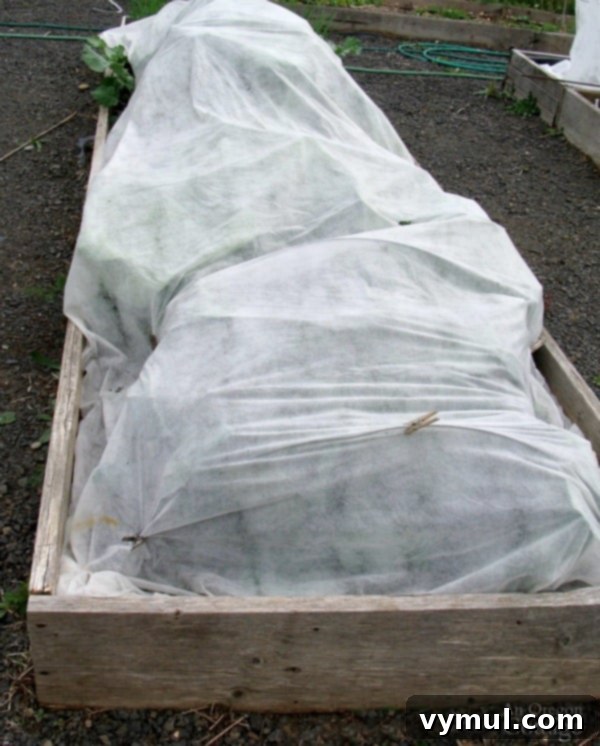 Cole Crops Planted in Raised Bed with Row Cover in Spring