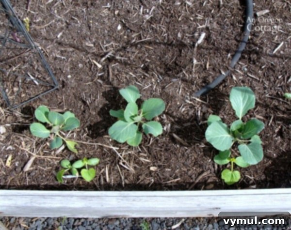 Cabbages Not Grown Under Row Cover