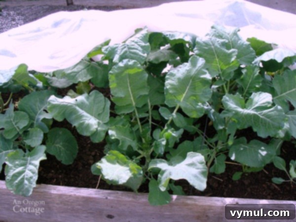 Broccoli Grown Under Row Cover