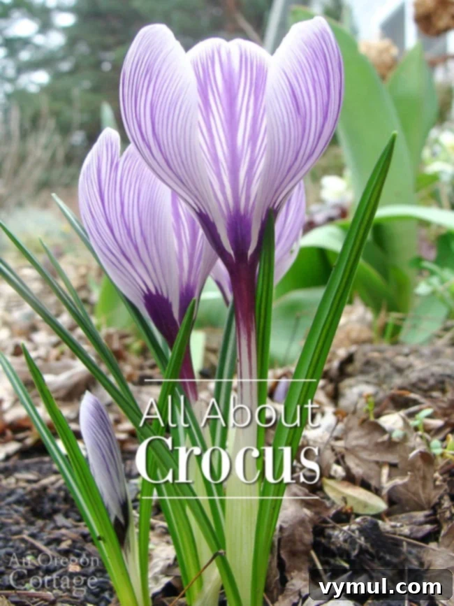 purple stripe flowering crocus from side
