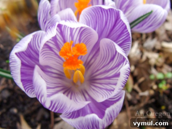inside purple crocus blossom