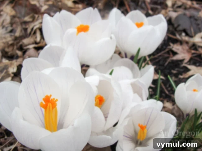white flowering crocus