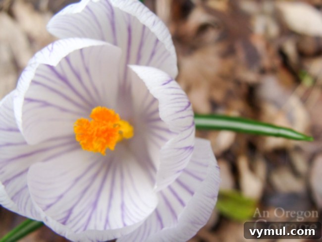 inside white-purple striped crocus blossom