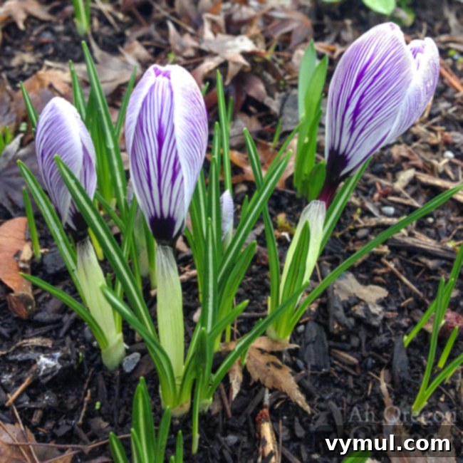 budded purple-white crocus clump