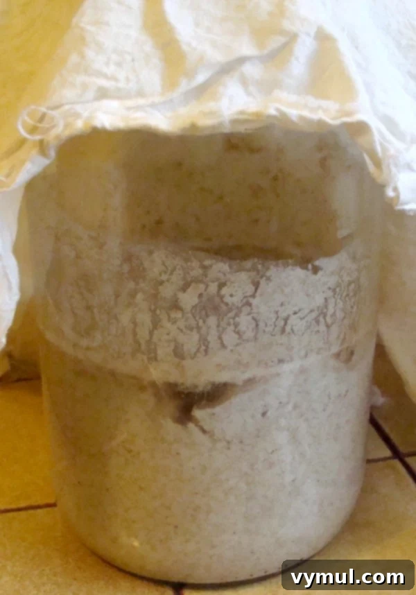 Growing sourdough bread starter