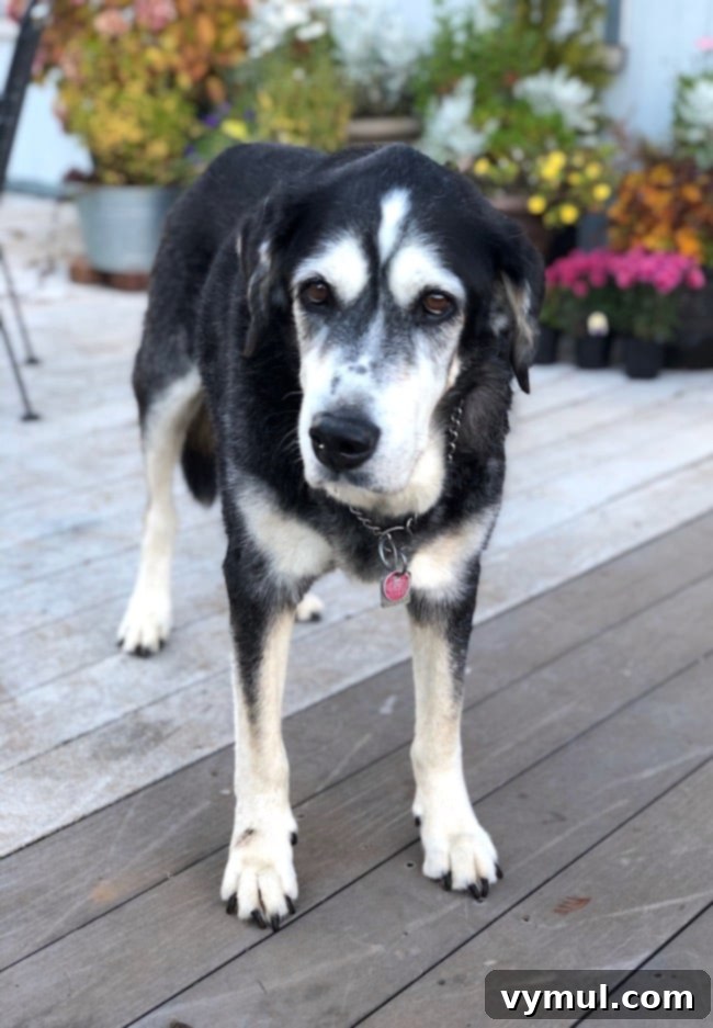 Samson, a large, fluffy dog, looking thoughtfully at the camera.