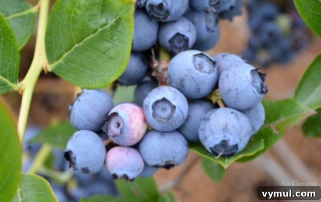 Budget Gardening 10 Plants That Pay You Back 11 Gardening to Save Money-blueberries