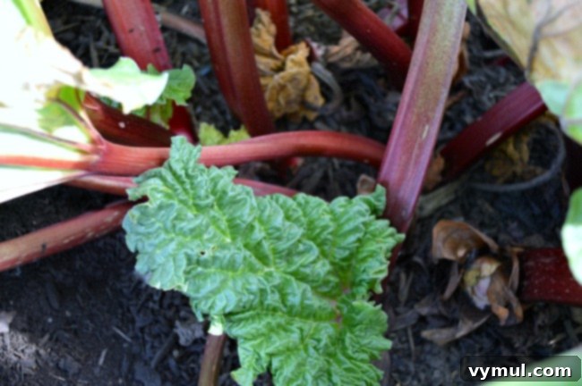Budget Gardening 10 Plants That Pay You Back 12 Gardening to Save Money-rhubarb