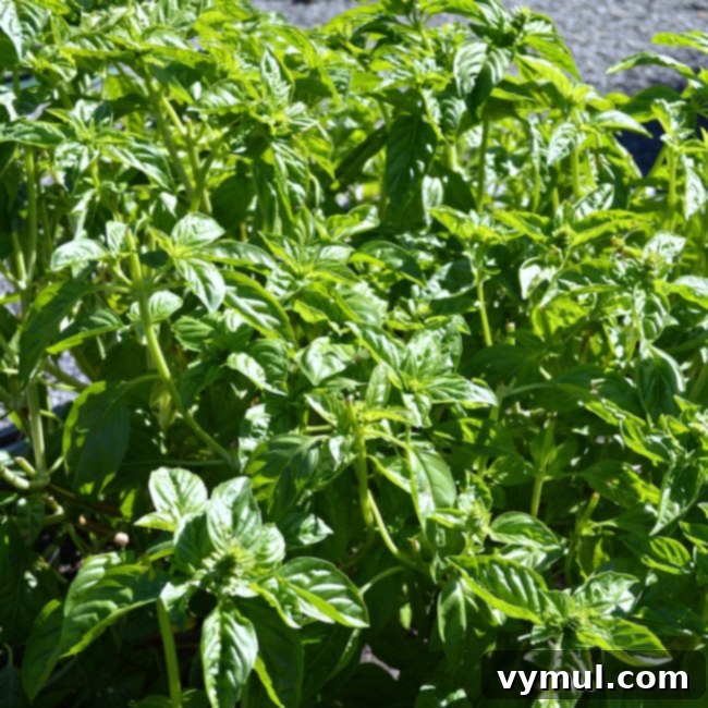 Budget Gardening 10 Plants That Pay You Back 3 Gardening to Save Money-Basil