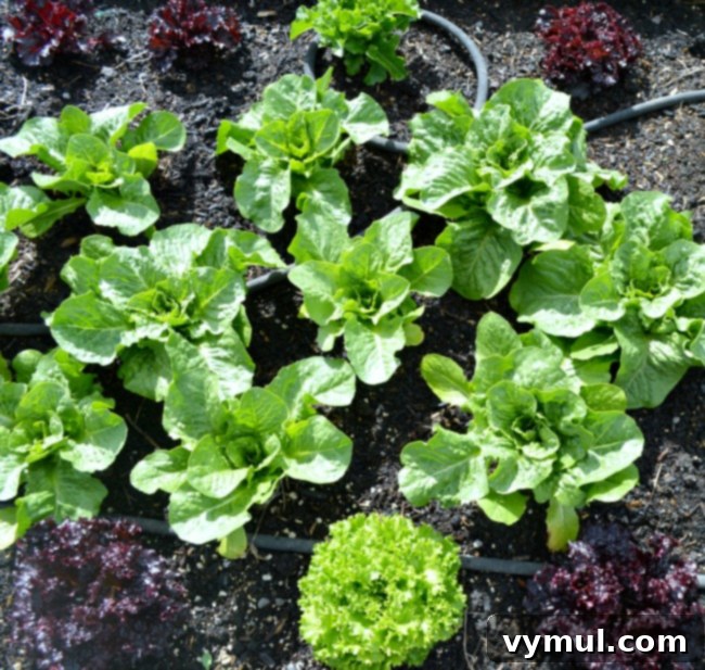 Budget Gardening 10 Plants That Pay You Back 4 Gardening to Save Money-lettuce