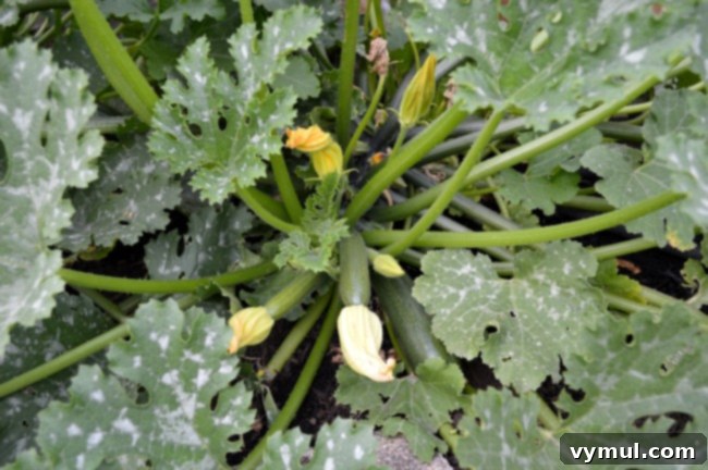 Budget Gardening 10 Plants That Pay You Back 6 Gardening to Save Money-zucchini