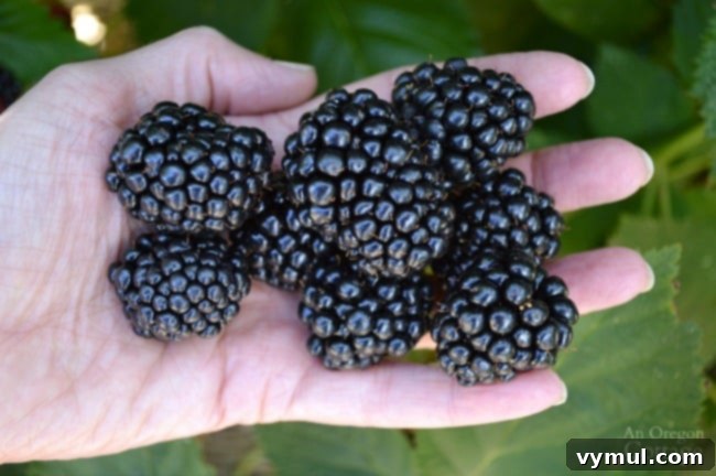 Budget Gardening 10 Plants That Pay You Back 10 Gardening to Save Money-blackberries