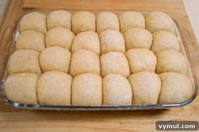 Pillowy Soft 100% Whole Wheat Dinner Rolls 14 Whole wheat dinner rolls after their second rise, filling the baking pan and touching at the top.
