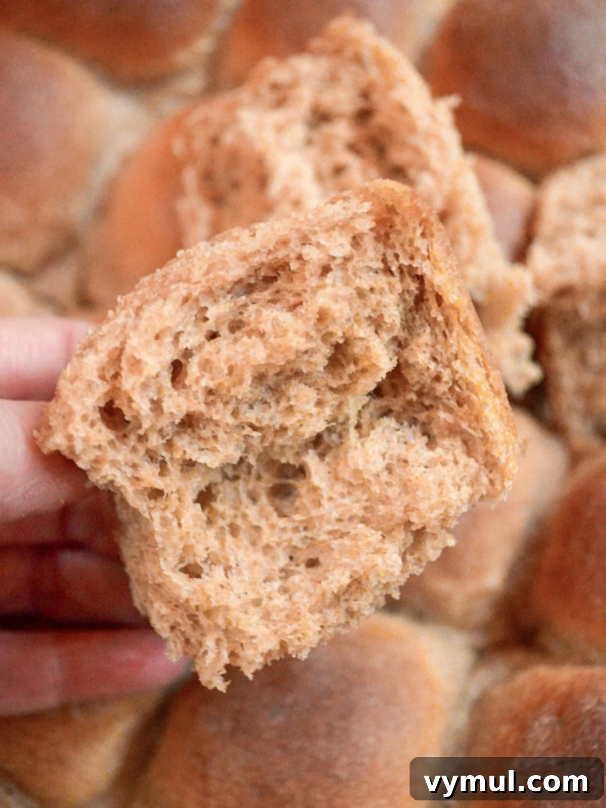 Pillowy Soft 100% Whole Wheat Dinner Rolls 17 Close-up of the soft, airy interior texture of a 100% whole wheat dinner roll.