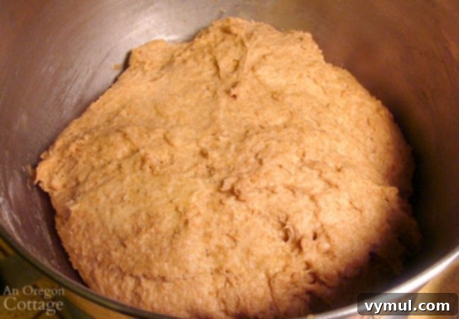 Pillowy Soft 100% Whole Wheat Dinner Rolls 8 Whole wheat dough in a mixing bowl after its first rise, showing a modest increase in volume.