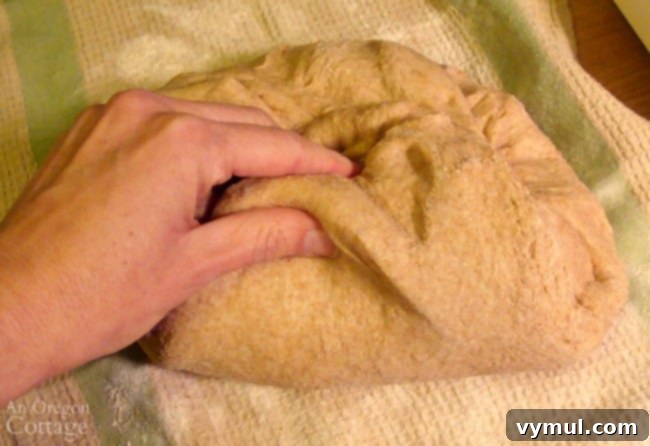 Pillowy Soft 100% Whole Wheat Dinner Rolls 9 Gently kneading whole wheat dinner roll dough on a lightly floured surface.