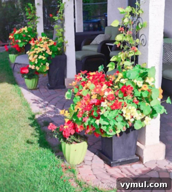 Sun-Kissed Planters: Vibrant Color Ideas 13 Nasturtiums in outdoor planters grown from seed via Time with Thea