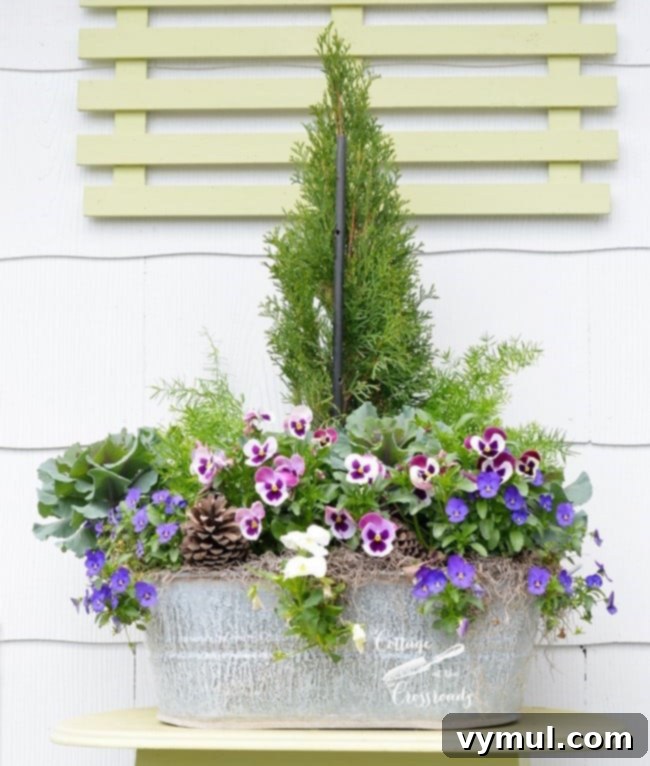 Sun-Kissed Planters: Vibrant Color Ideas 14 Galvanized tub planter with evergreen arborvitae, ornamental cabbage, asparagus fern, violas, and pansies from Cottage at the Crossroads
