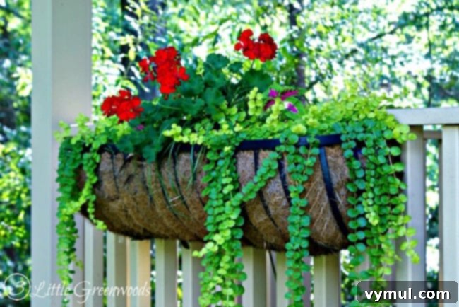 Sun-Kissed Planters: Vibrant Color Ideas 16 Hanging container garden with creeping Jenny, red annual geraniums, and coleus from 3 Little Greenwoods
