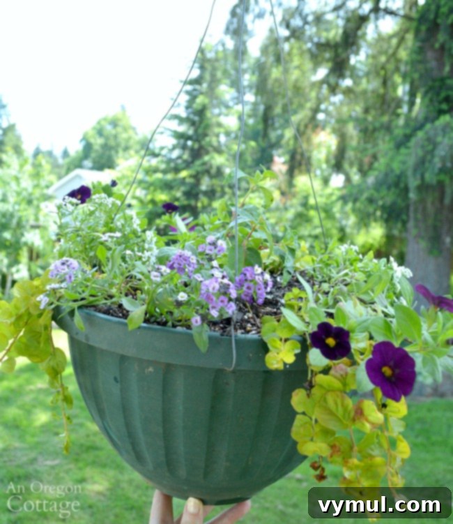 Sun-Kissed Planters: Vibrant Color Ideas 3 Newly planted hanging basket with calibrachoa, alyssum, and verbena for sunny spots