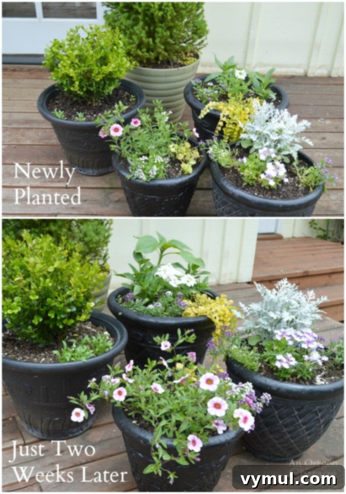 Sun-Kissed Planters: Vibrant Color Ideas 4 Spring pots newly planted and two weeks later - save money by buying smaller starts since they take off fast!