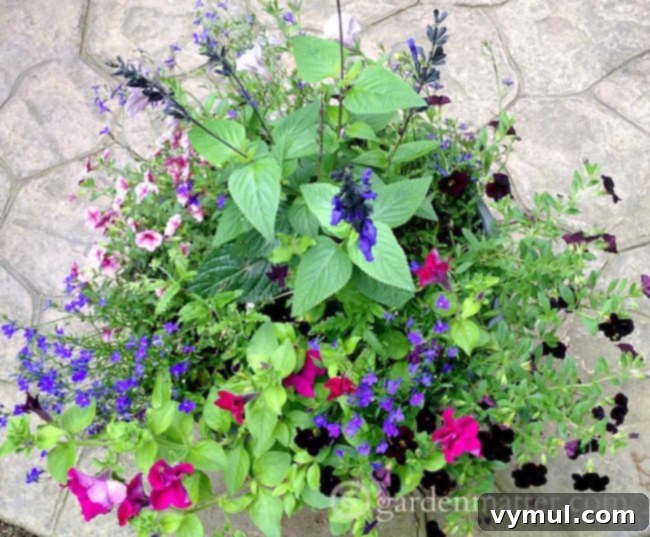 Sun-Kissed Planters: Vibrant Color Ideas 8 Favorite combination of blue salvia, fuchsia-colored Wave petunia, maroon calibrachoa, and purple lobelia from Hearth & Vine