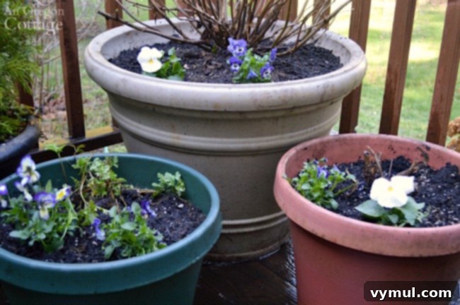 Pansies and violas used as colorful filler plants in larger pots, surrounding summer-blooming perennials and shrubs.