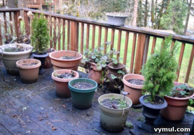 Before photo of flower pots for spring, showing empty and tired containers after winter.