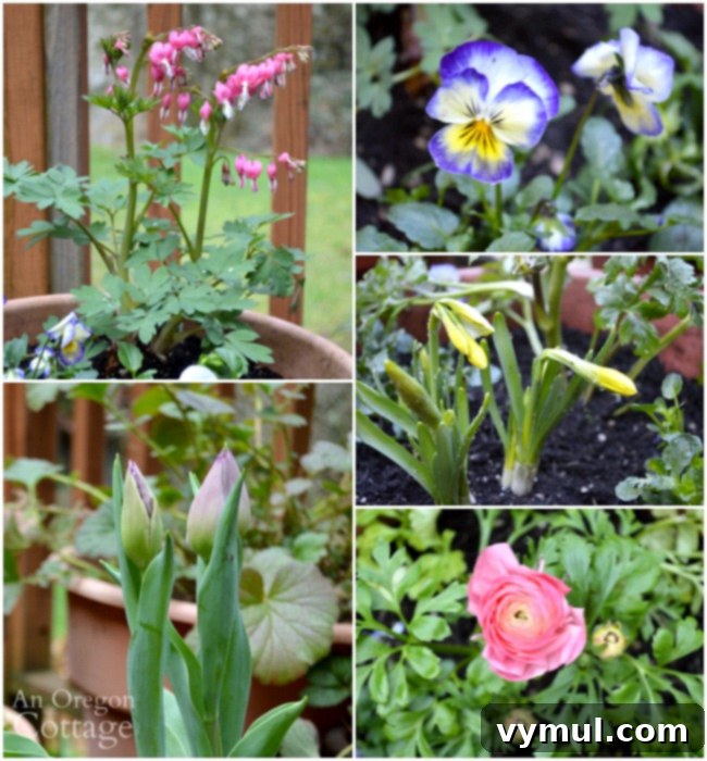 Selection of popular early spring flowers from a garden center, including bleeding hearts, pansies, violas, daffodils, ranunculus, and tulips.