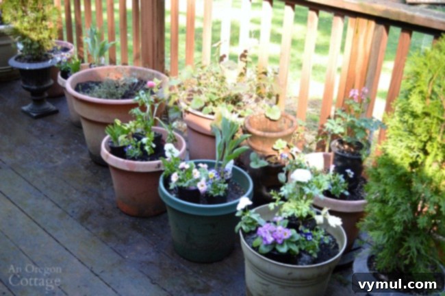 Arranging various spring flowers in a container for planting, showing different heights and colors.