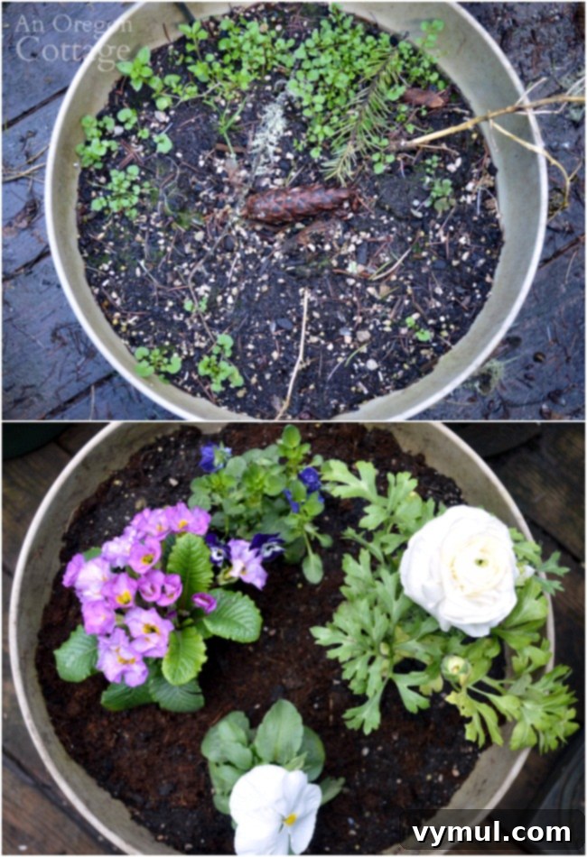Before and after comparison of flower pots for spring, showing the dramatic improvement after planting.