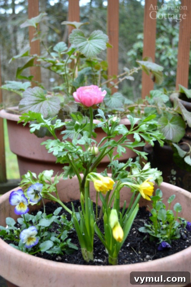 Close-up of a spring flower pot featuring a pink ranunculus as the focal point.