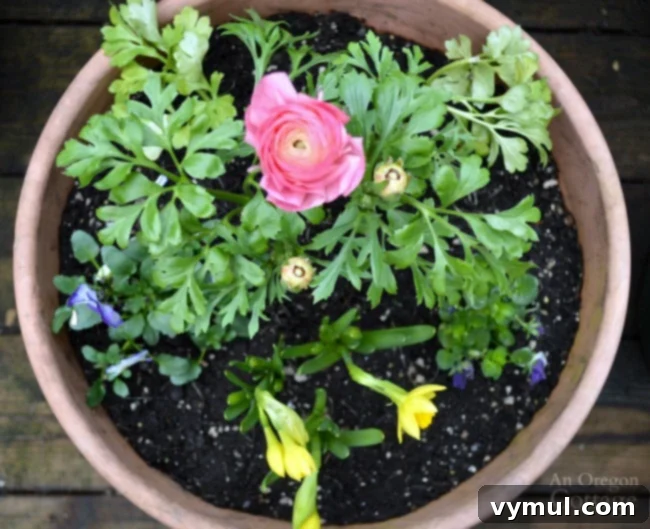 A spring flower pot combination featuring pink ranunculus, small yellow tete-a-tete daffodils, and vibrant purple violas.