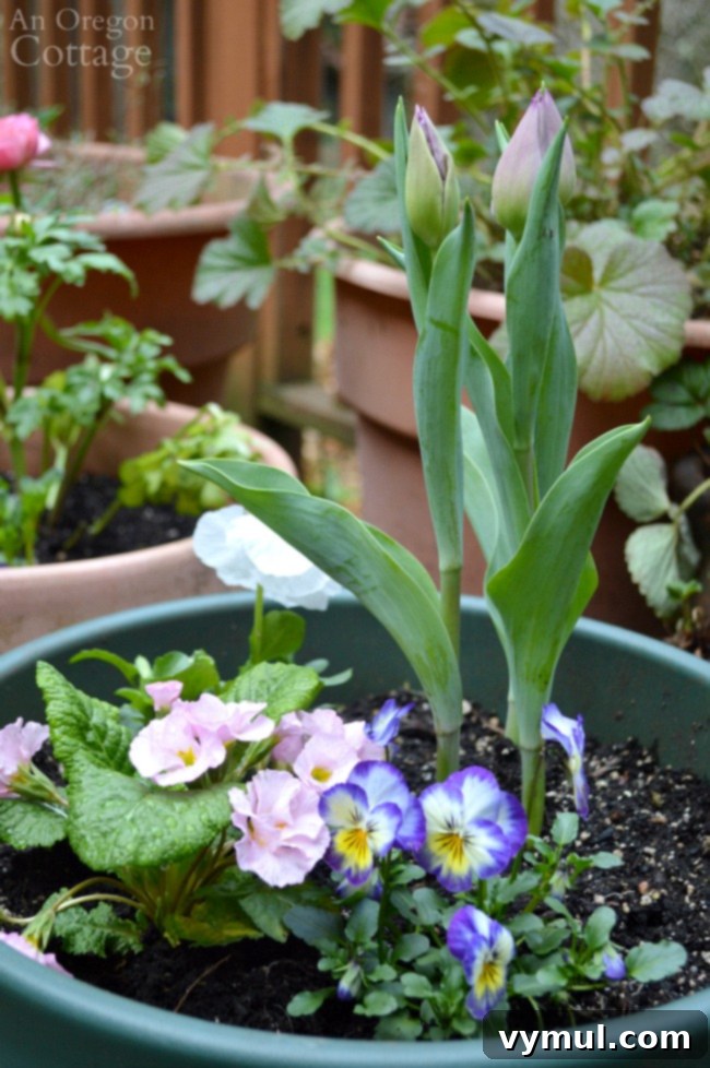 A spring flower pot showcasing purple-pink tulip bulbs, a pink primrose, a white pansy, and a multi-colored viola.