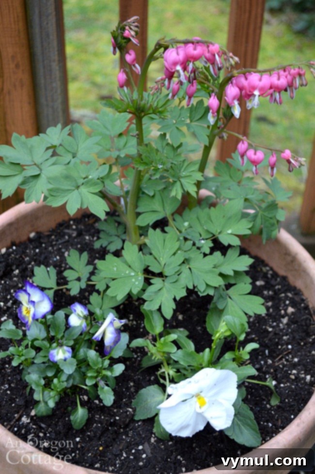 A spring flower pot with a dramatic bleeding heart plant, paired with a multi-colored viola and a white pansy.