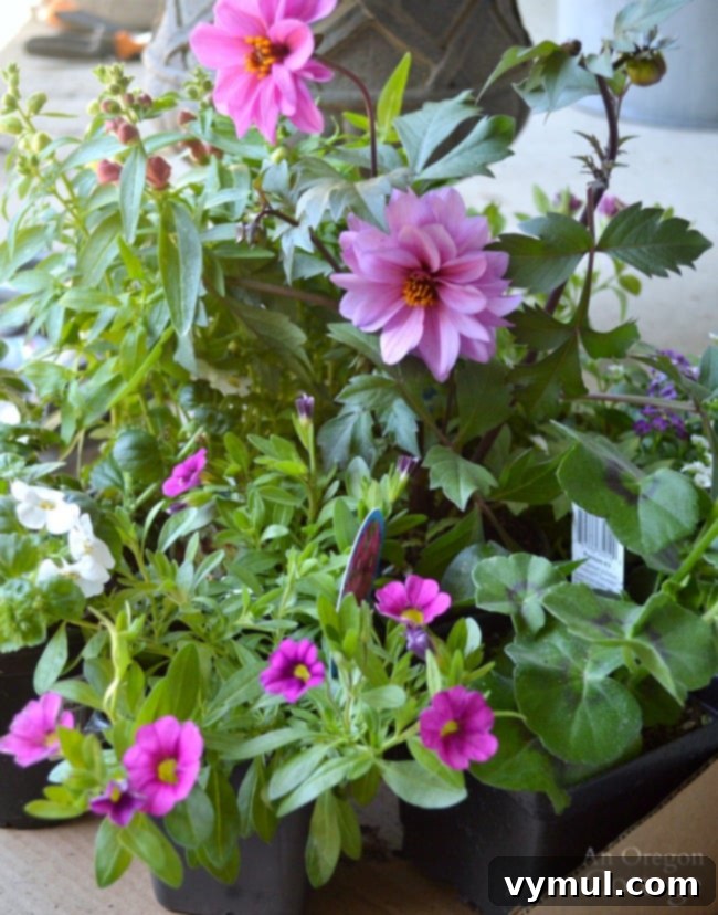 Bright & Easy: Sun-Loving Pot Designs with Everyday Nursery Finds 3 Flower Pot Design for Sun-flowering plants