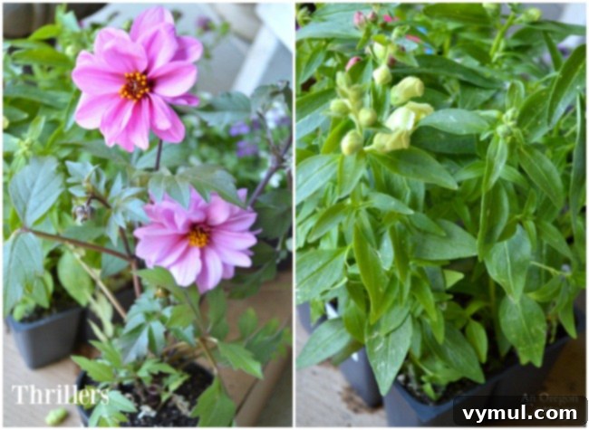 Bright & Easy: Sun-Loving Pot Designs with Everyday Nursery Finds 5 Nursery center sun loving thriller plants for containers