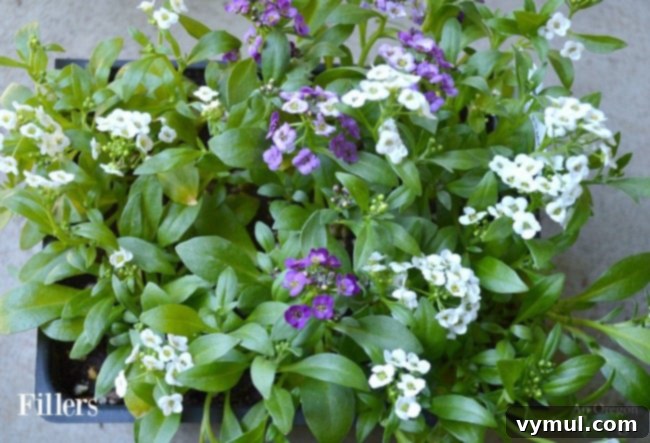 Bright & Easy: Sun-Loving Pot Designs with Everyday Nursery Finds 6 Flower Pot Design for Sun-sweet alyssum filler