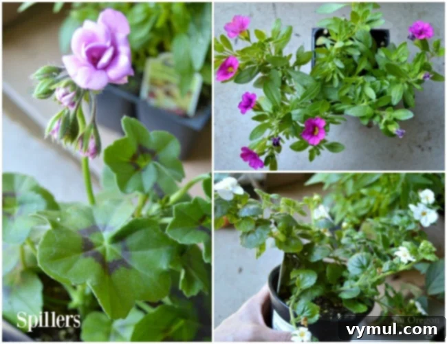 Bright & Easy: Sun-Loving Pot Designs with Everyday Nursery Finds 7 Nursery center full sun spiller plants for containers