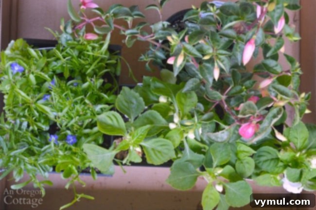 Easy Flower Pot Design for Shade tip-view plants from above to coordinate colors